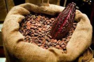 CACAO BROUSSE