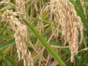 Riz importe en gros