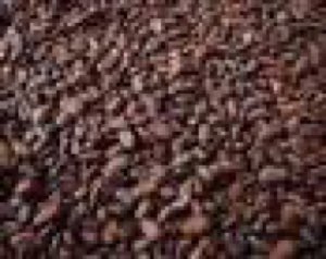 CACAO BROUSSE