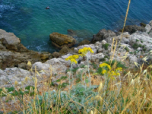 HUILE ESSENTIELLE IMMORTELLE