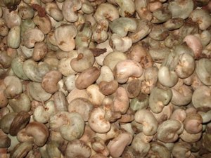 noix d'anacarde