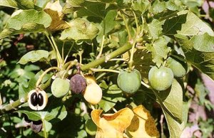 huile brut pour biodiesel