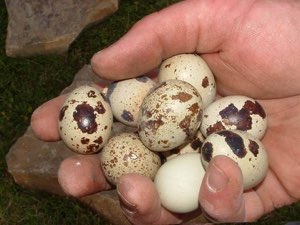 Oeufs de caille Oeufs de caille
