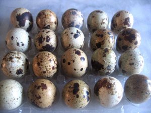 Oeufs de caille Oeufs de caille
