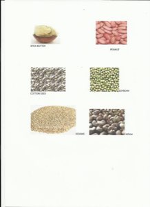 Produix oleagineux