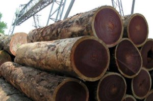 30 espèces de bois dur 30 espèces de bois dur