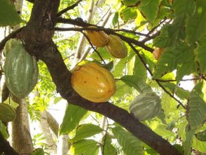 produit agricole