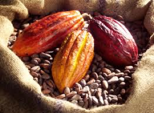 Fève de cacao