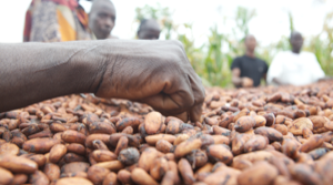 Dried cocoa - Cacao Séché