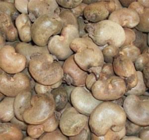 anacarde