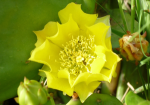 Fleurs de figue de Barbarie BI