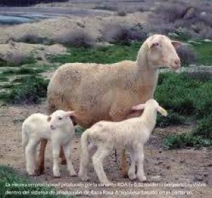 Agneaux, moutons,veaux,vaches