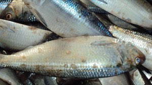 Poissons
