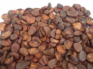 Noix de cola