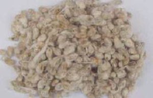 Graines de coton Graines de coton