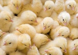 Poussins Poussins
