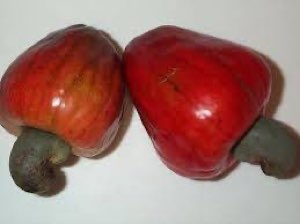 Noix de Cajou