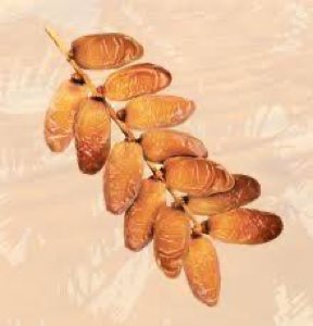 Datte ennour