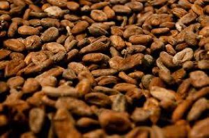 cacao