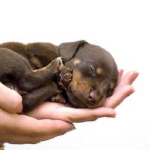 Chien