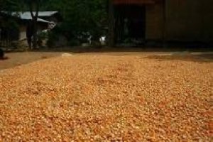 Yellow corn Yellow corn