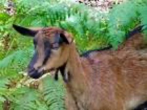 Chevre