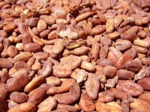 Café - Cacao - Oléagineux