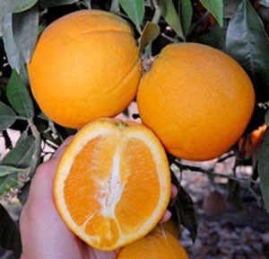 Orange navel bio Orange navel bio