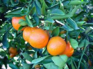 Orange mandarin Orange mandarin
