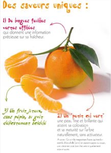 CLEMENTINE CORSE HAUT DE GAMME