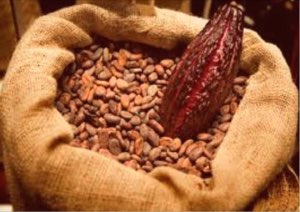 Fèves de cacao Fèves de cacao