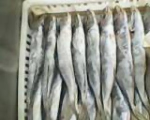 Poisson congele et frais