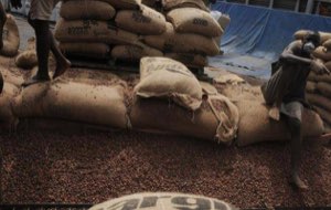CACAO
