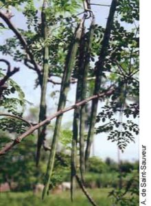 LE MORINGA OLEIFERA