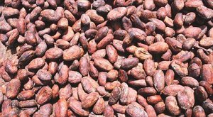 cacao de madagascar