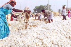 Coton brut Coton brut