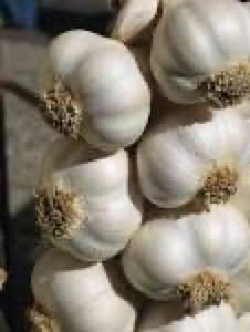 Ail blanc