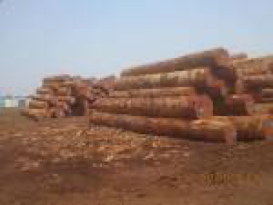 bois exotique ; BOIS D AFRIQUE