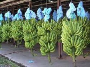 Grade cavendish bananas Grade cavendish bananas