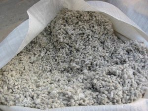 Grain de coton