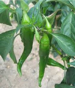 Piment Piment