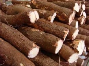 MANIOC