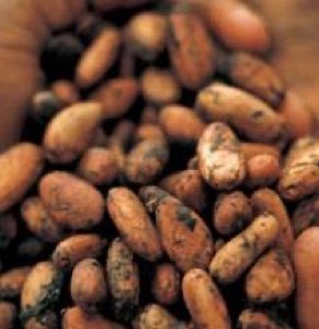 Cocoa