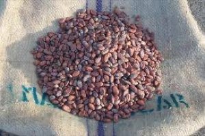CACAO FEVES