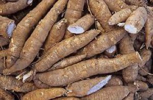 Manioc Manioc