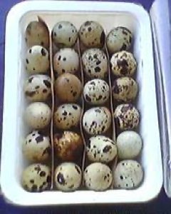 Cailles et oeufs de caille Cailles et oeufs de caille