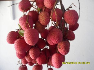 Litchi de madagascar