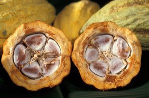 Cacao Cacao