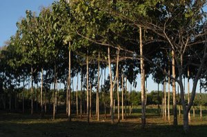 Bois de teck