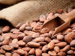 Cacao a vendre Cacao a vendre
